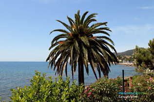 Carqueiranne, palmier sur la mer - Photos HD