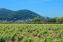 La Crau, paysage de vignes et collines La Crau, paysage de vignes et collines
