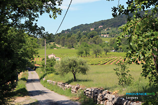 Lorgues, path in the vineyards