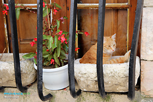 Montferrat, cat