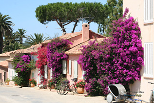 Porquerolles, bougainvilliers