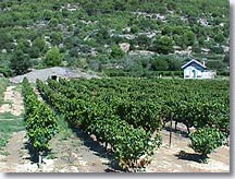 Beaumes de Venise - Cotes du Rhone vineyards