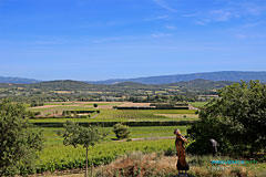 Joucas, vineyards