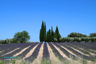 Lagarde Paréol, champs de lavandes