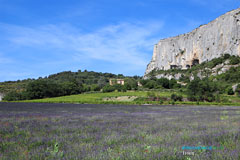 Lioux, cliff and lavender fields