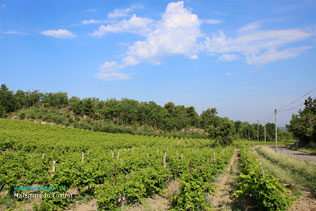 Malemort du Comtat, vineyards