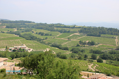 Rasteau, paysage de vignes des Côtes du Rhône
