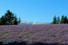 Sault, champs de lavande et Mont Ventoux