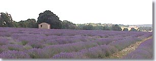Saint Christol, lavender field and cabanon