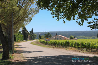 Sainte Cecile les Vignes, vineyards