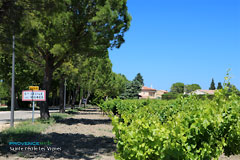 Sainte Cecile les Vignes, arival