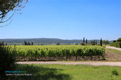 Sainte Cecile les Vignes, vineyards