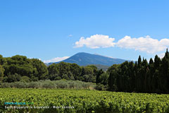 Saint Hippolyte le Graveyron, vineyards, olive tree fields and Mont Ventoux