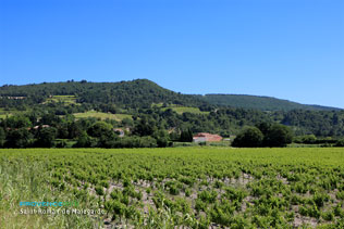 Saint Roman de Malegarde, paysage de vignes