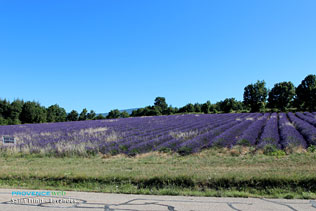 Saint Trinit, lavender fields