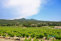 Vacqueyras, vineyards