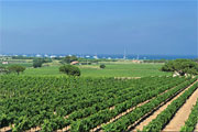 Domaine des Tournels