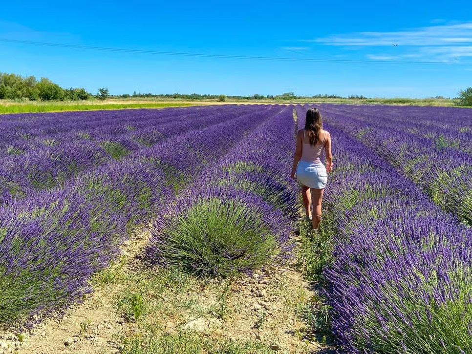 Visite des champs de lavande et distillerie près d'Arles