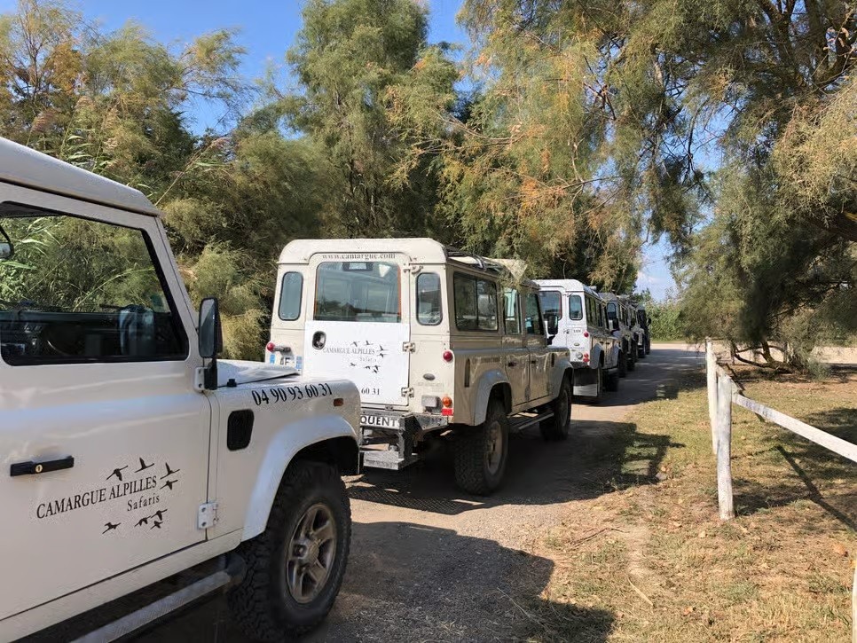 Safari en Camargue en 4x4 : 1/2 journée