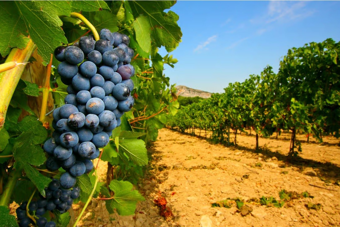 Half-day guided tour of the major vineyards, departing from Avignon