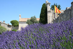 Lavande dans les Alpilles