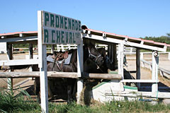 Promenade à cheval en Camargue