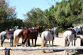 Chevaux de Camargue