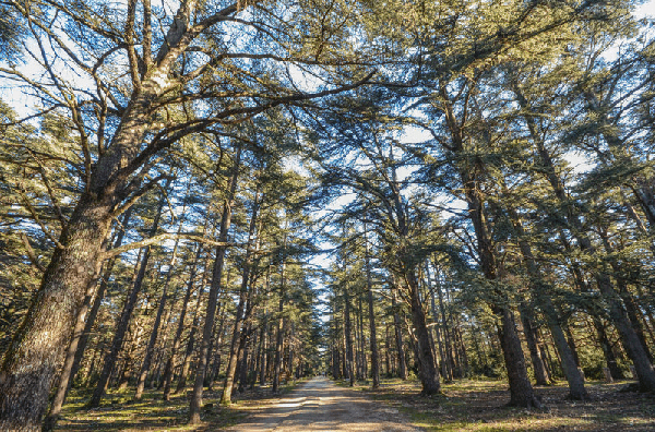 La forêt des Cèdres : une promenade incontournable dans le Luberon.