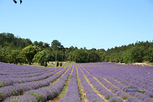 Lavande dans le Haut Vaucluse