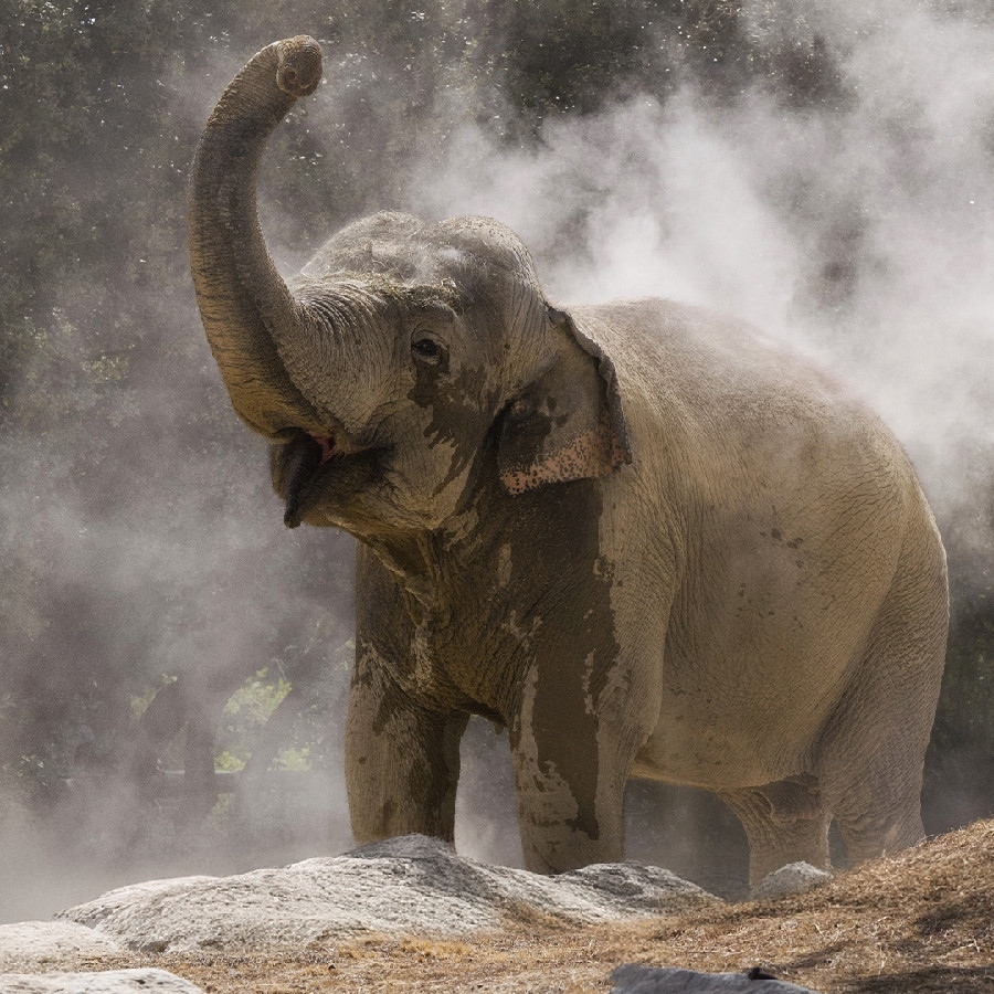 Discover La Barben Zoo, Provence's largest animal park