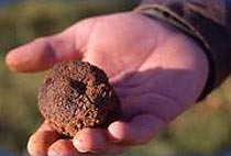 Récolte de truffe en Provence