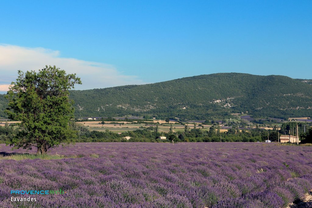 Champ de lavande à Sault.