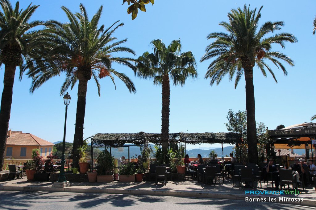 Palmiers &agrave; Bormes.