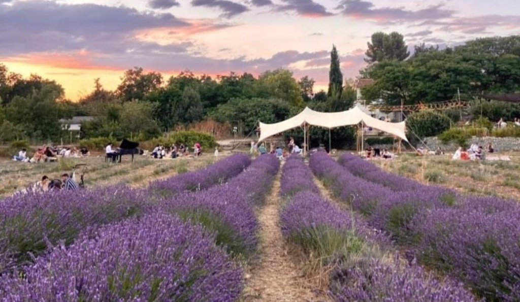 Lavande &agrave; Aix.