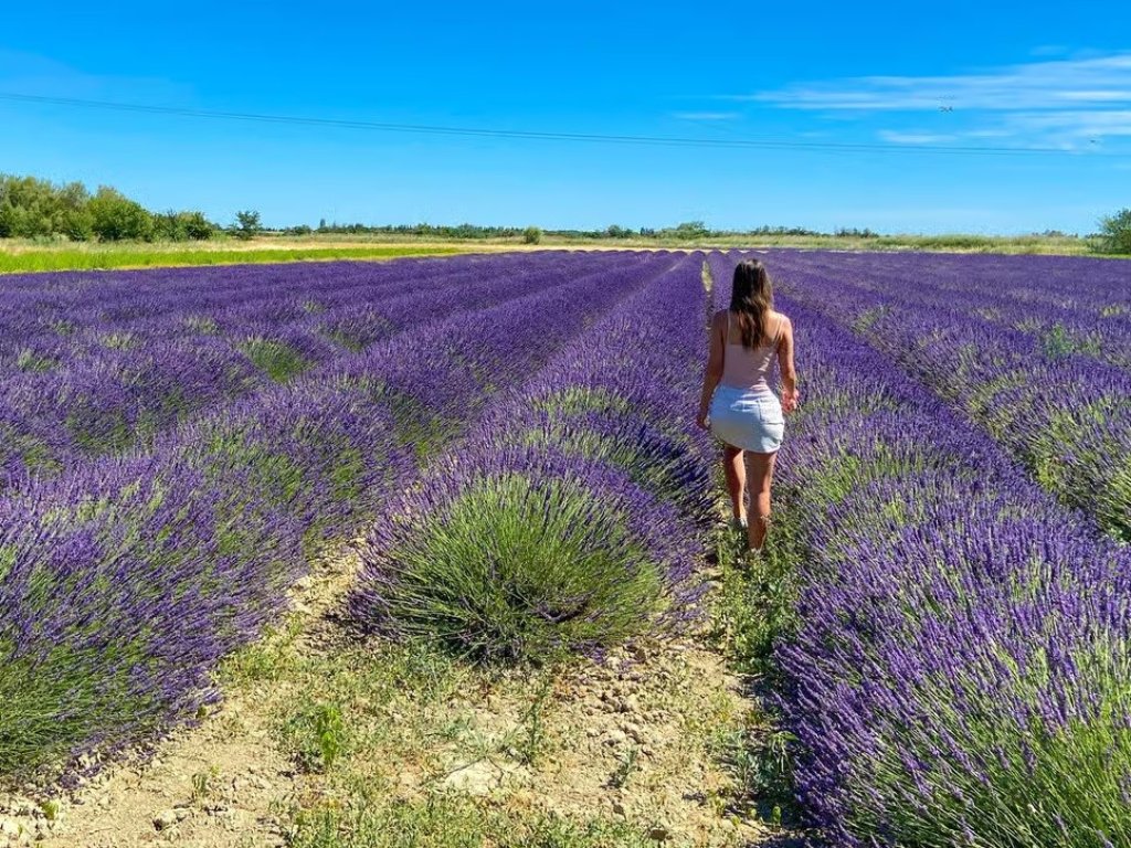 Champs de lavande pr&egrave;s d'Arles.