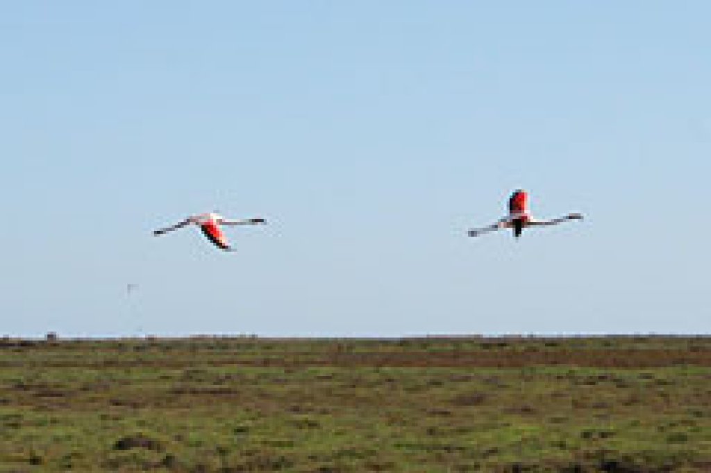 Flamants roses en Camargue.