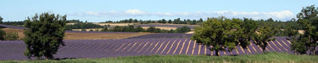 Lavande en Provence.