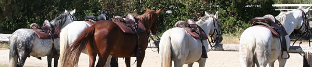 Chevaux en Camargue.