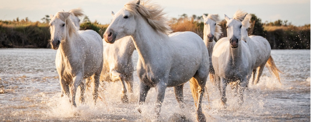 Chevaux en Camargue.