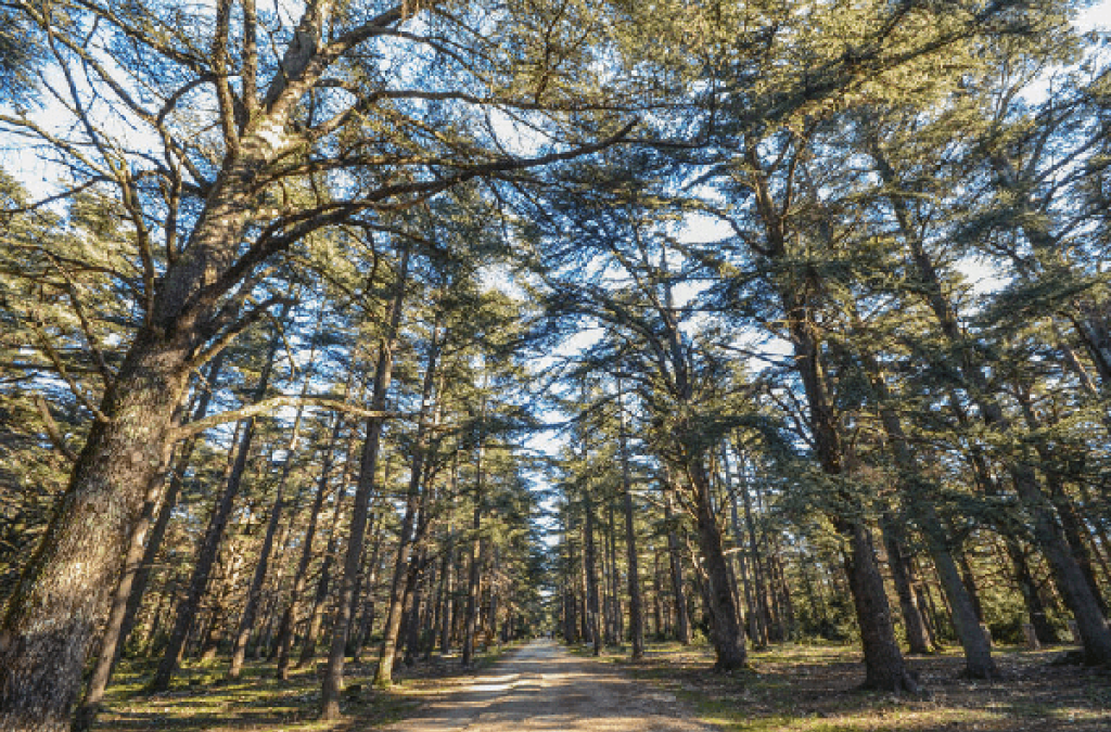 Randonn&eacute;e dans la For&ecirc;t des C&egrave;dres.
