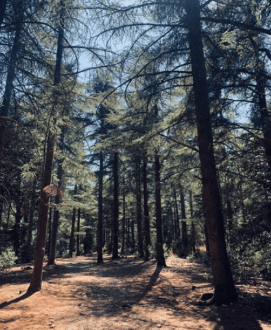 For&ecirc;t des C&egrave;dres du Luberon.