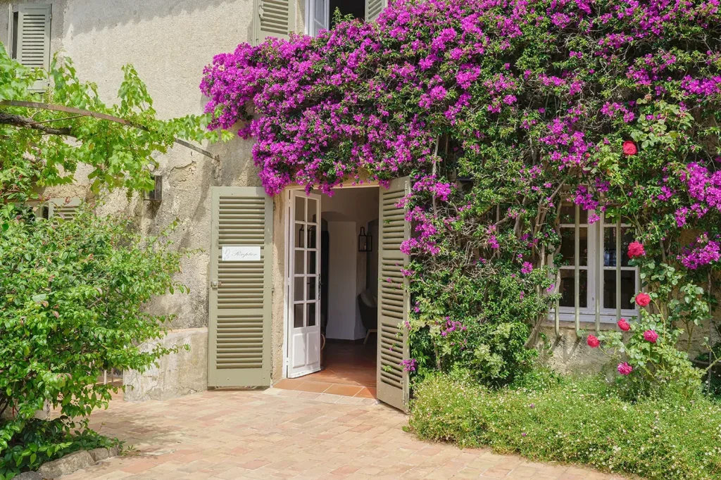 La Figui&egrave;re &agrave; Ramatuelle.