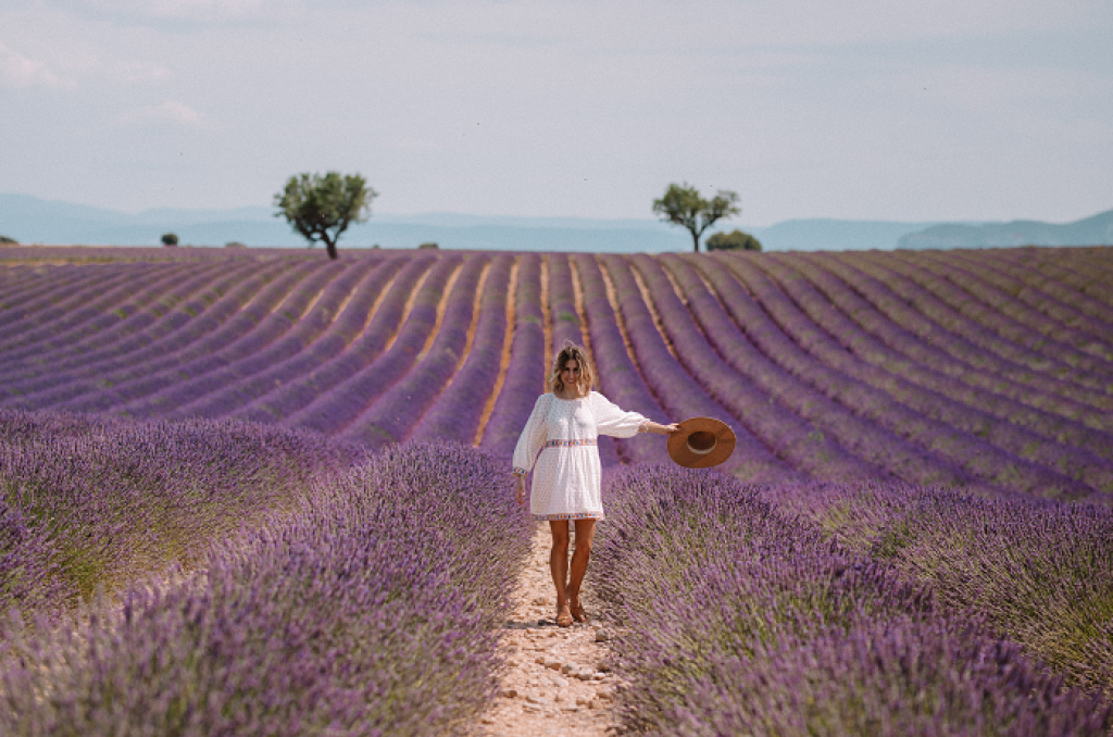 Champ de lavande de Provence.