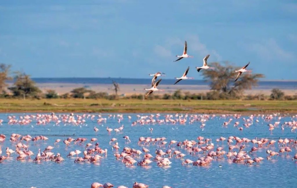 D&eacute;couvrir la Camargue.