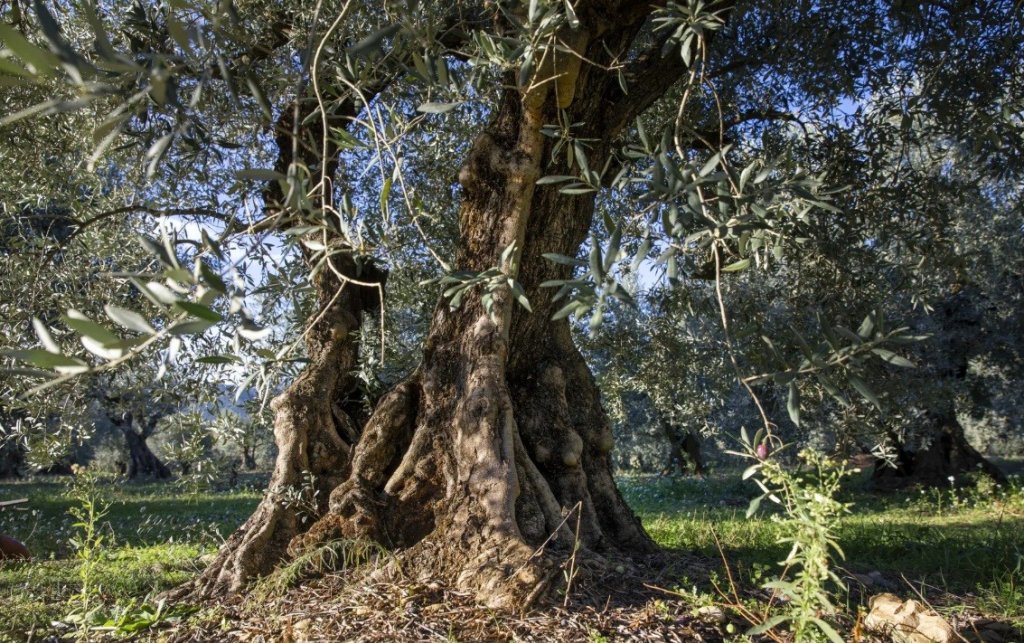 Le Chemin des Oliviers aux M&eacute;es.