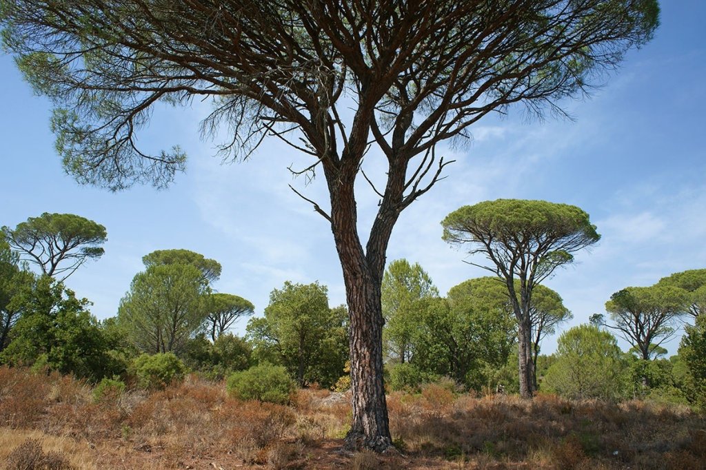 La plaine des Maures.