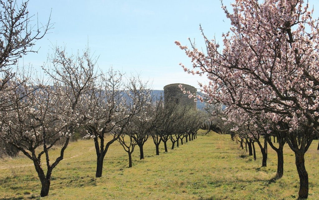 Le verger conservatoire d'amandiers &agrave; Apt.