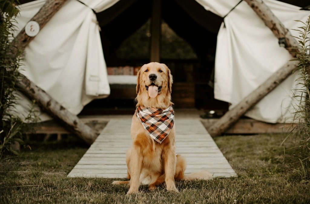 Chien dans un camping en Provence.