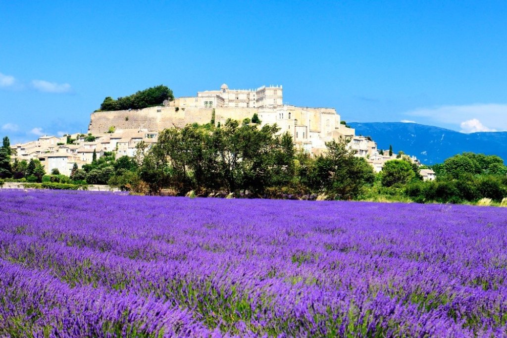 Lavandes sur le plateau de Valensole.
