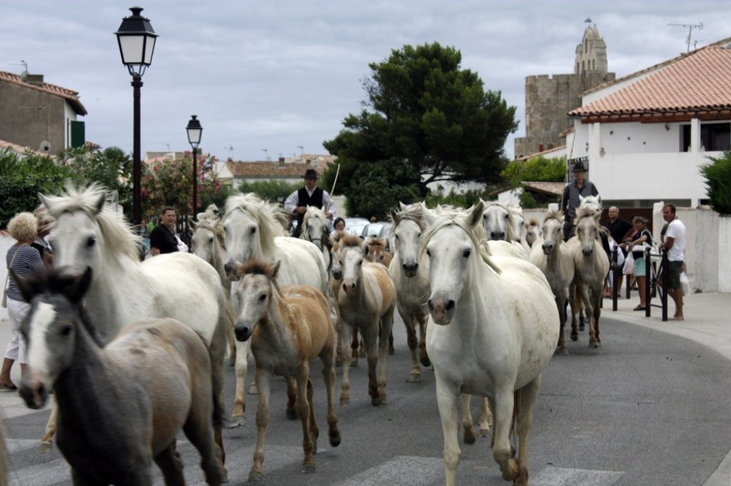La Feria du Cheval aux Saintes Maries de la Mer.